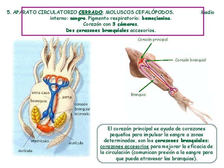 5. APARATO CIRCULATORIO CERRADO: MOLUSCOS CEFALÓPODOS. interno: sangre. Pigmento respiratorio: hemocianina. Corazón con 3