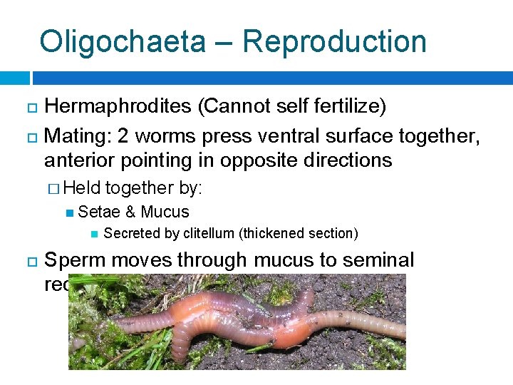 Oligochaeta – Reproduction Hermaphrodites (Cannot self fertilize) Mating: 2 worms press ventral surface together,