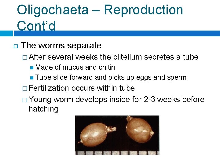 Oligochaeta – Reproduction Cont’d The worms separate � After several weeks the clitellum secretes