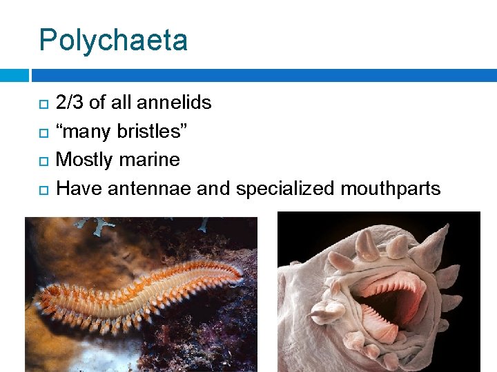 Polychaeta 2/3 of all annelids “many bristles” Mostly marine Have antennae and specialized mouthparts