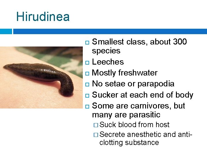 Hirudinea Smallest class, about 300 species Leeches Mostly freshwater No setae or parapodia Sucker