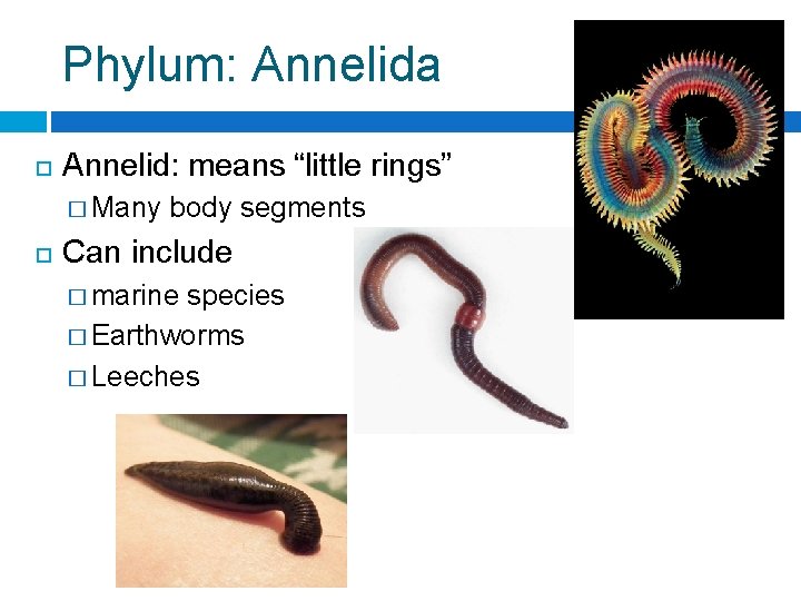 Phylum: Annelida Annelid: means “little rings” � Many body segments Can include � marine