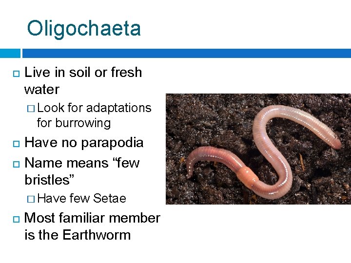 Oligochaeta Live in soil or fresh water � Look for adaptations for burrowing Have