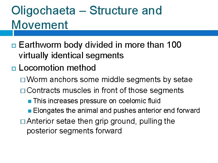 Oligochaeta – Structure and Movement Earthworm body divided in more than 100 virtually identical