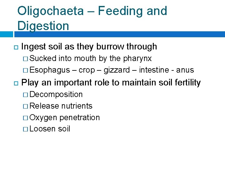 Oligochaeta – Feeding and Digestion Ingest soil as they burrow through � Sucked into