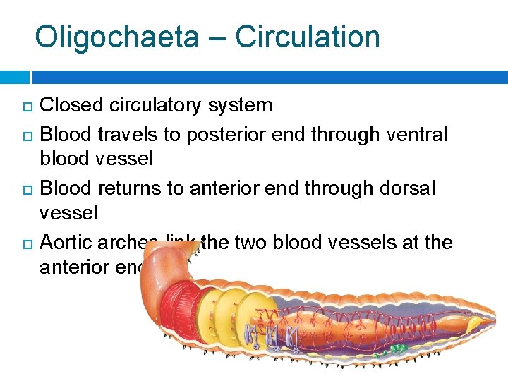 Oligochaeta – Circulation Closed circulatory system Blood travels to posterior end through ventral blood