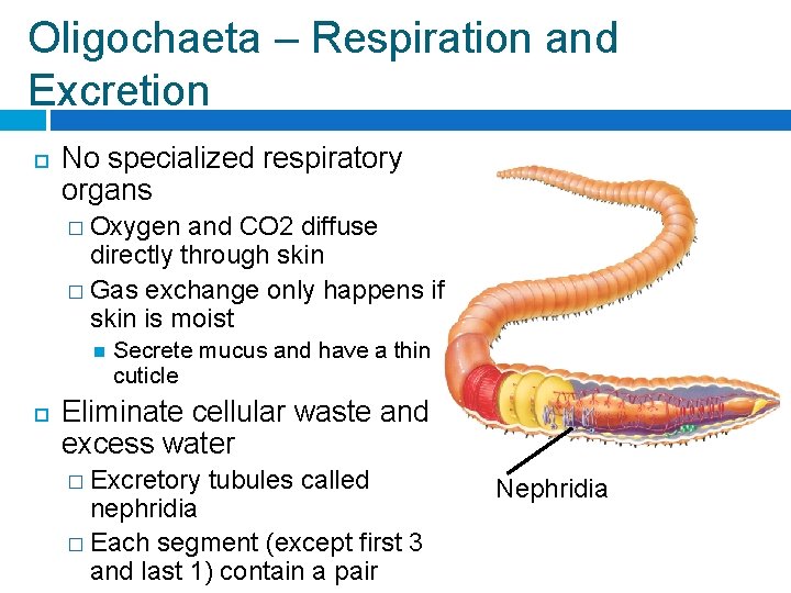 Oligochaeta – Respiration and Excretion No specialized respiratory organs � Oxygen and CO 2