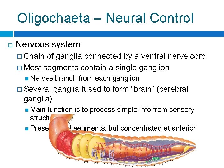 Oligochaeta – Neural Control Nervous system � Chain of ganglia connected by a ventral
