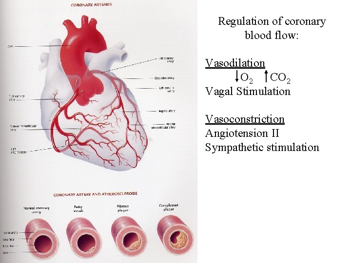Regulation of coronary blood flow: Vasodilation O 2 CO 2 Vagal Stimulation Vasoconstriction Angiotension