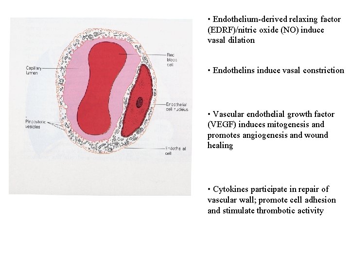  • Endothelium-derived relaxing factor (EDRF)/nitric oxide (NO) induce vasal dilation • Endothelins induce