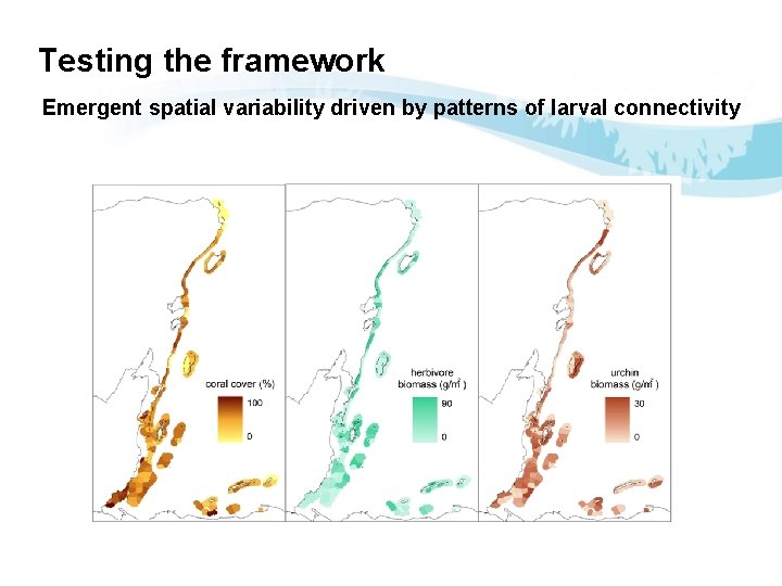 Testing the framework Emergent spatial variability driven by patterns of larval connectivity 