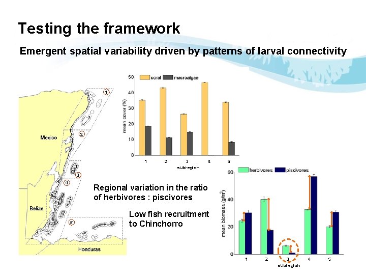 Testing the framework Emergent spatial variability driven by patterns of larval connectivity 1 2