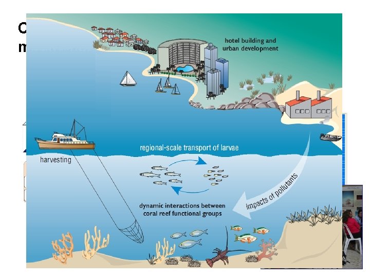 Coupling biophysical and socioeconomic models for the Mexican Caribbean Socio-economic model (Sim. Reef) lobsters
