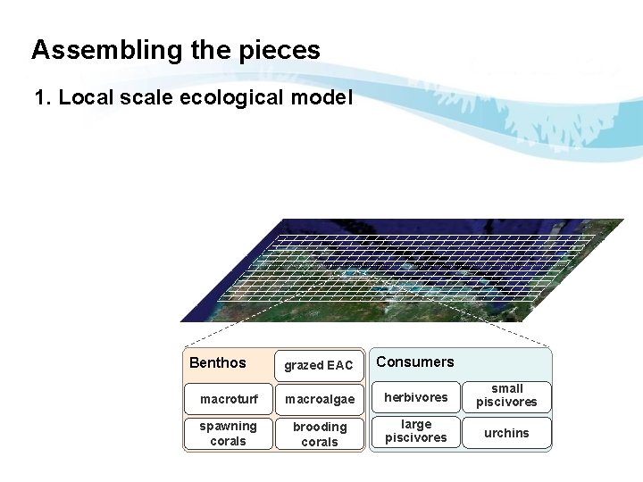 Assembling the pieces 1. Local scale ecological model grazed EAC Consumers macroturf macroalgae herbivores