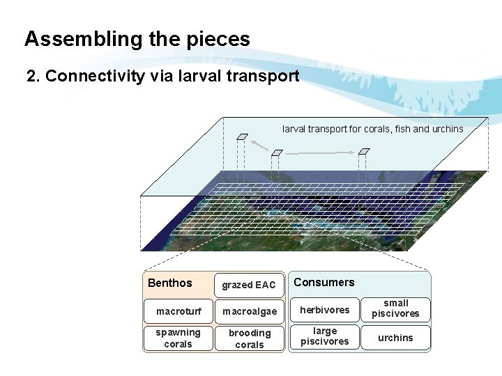 Assembling the pieces 2. Connectivity via larval transport for corals, fish and urchins grazed