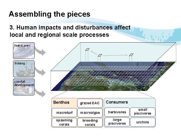 Assembling the pieces 3. Human impacts and disturbances affect local and regional scale processes