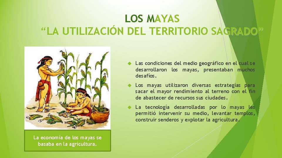 LOS MAYAS “LA UTILIZACIÓN DEL TERRITORIO SAGRADO” La economía de los mayas se basaba