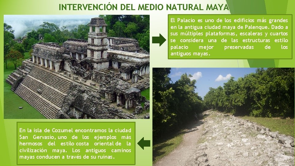 INTERVENCIÓN DEL MEDIO NATURAL MAYA El Palacio es uno de los edificios más grandes