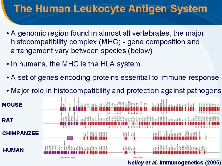 The Human Leukocyte Antigen System • A genomic region found in almost all vertebrates,