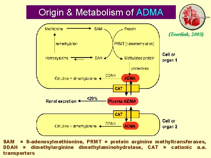 Origin & Metabolism of ADMA (Teerlink, 2005) SAM = S-adenosylmethionine, PRMT = protein arginine