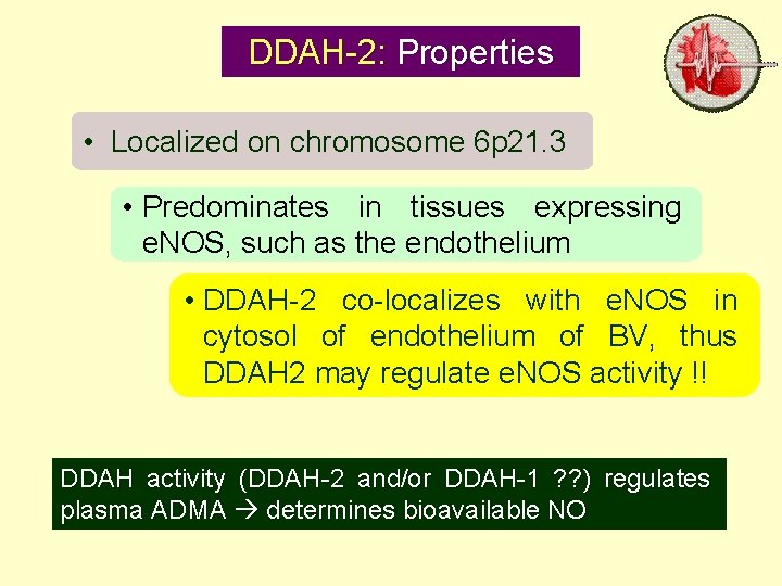 DDAH-2: Properties • Localized on chromosome 6 p 21. 3 • Predominates in tissues