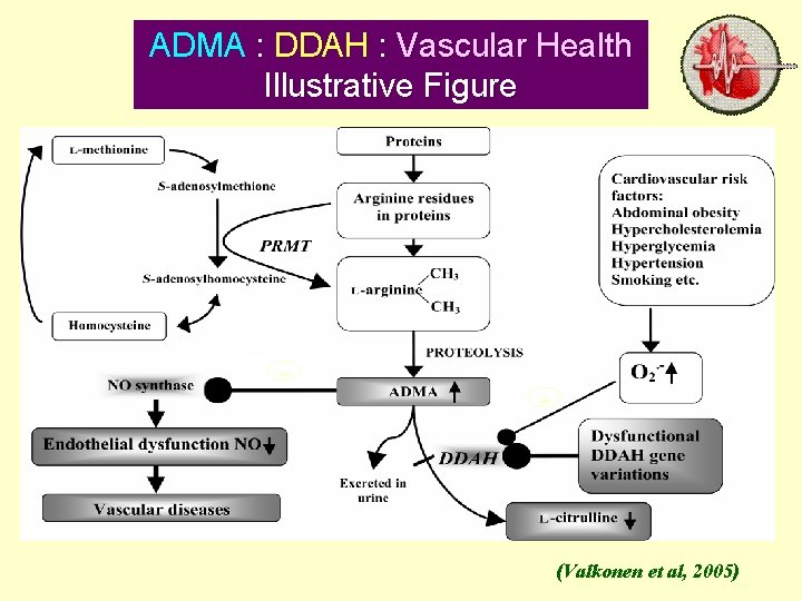 ADMA : DDAH : Vascular Health Illustrative Figure - 31 October 2021 - Dr.