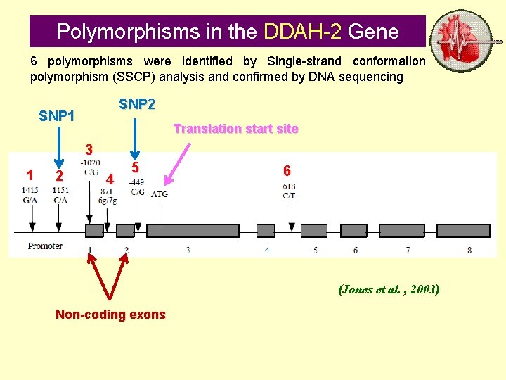 Polymorphisms in the DDAH-2 Gene 6 polymorphisms were identified by Single-strand conformation polymorphism (SSCP)