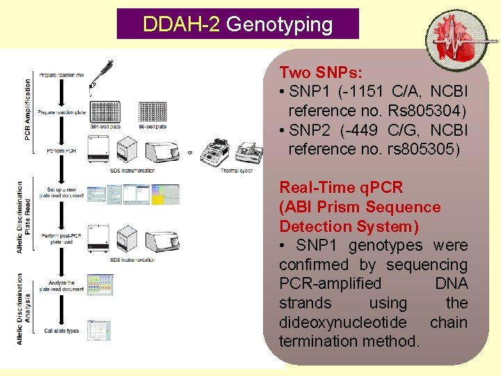 DDAH-2 Genotyping Two SNPs: • SNP 1 (-1151 C/A, NCBI reference no. Rs 805304)