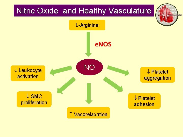 Nitric Oxide and Healthy Vasculature L-Arginine e. NOS Leukocyte activation NO SMC proliferation Platelet