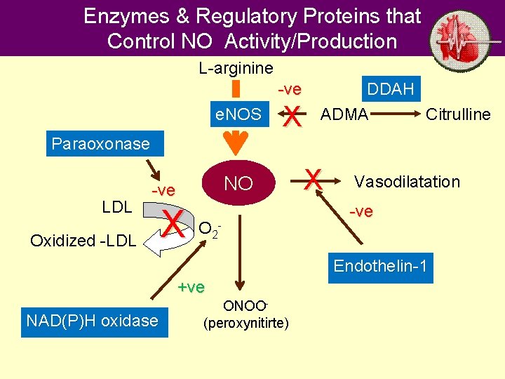 Enzymes & Regulatory Proteins that Control NO Activity/Production L-arginine -ve e. NOS X DDAH