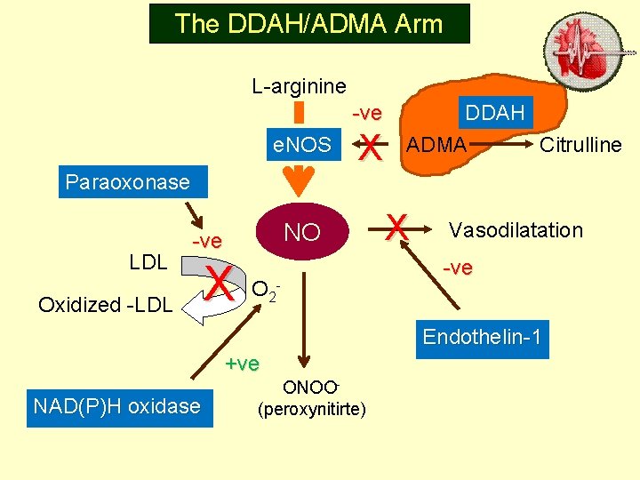 The DDAH/ADMA Arm L-arginine -ve e. NOS X DDAH ADMA Citrulline Paraoxonase LDL NO