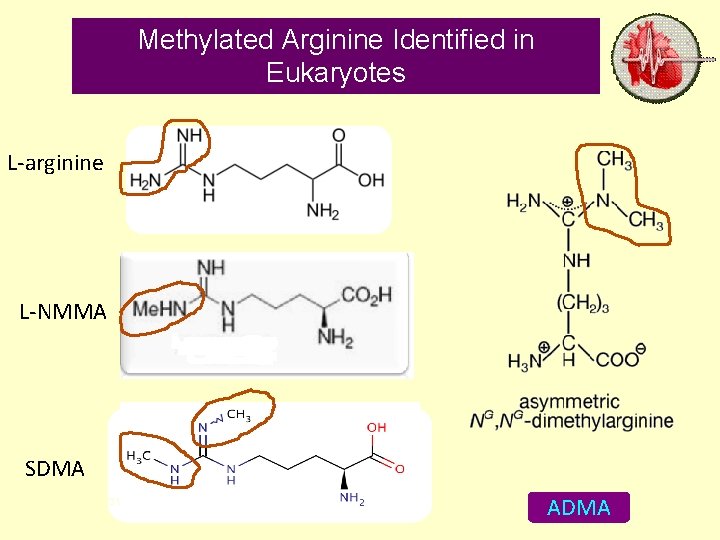 Methylated Arginine Identified in Eukaryotes L-arginine L-NMMA SDMA 31 October 2021 ADMA 7 7