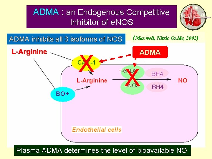 ADMA : an Endogenous Competitive Inhibitor of e. NOS (Maxwell, Nitric Oxide, 2002) ADMA