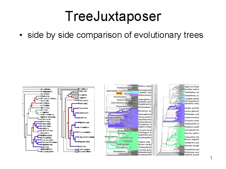 Tree. Juxtaposer • side by side comparison of evolutionary trees 1 