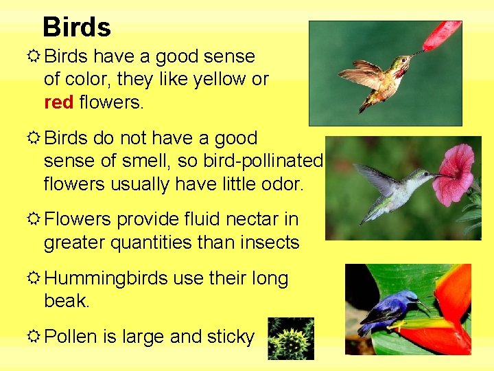 Birds have a good sense of color, they like yellow or red flowers. Birds