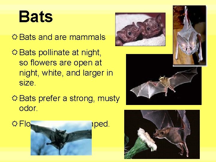 Bats and are mammals Bats pollinate at night, so flowers are open at night,