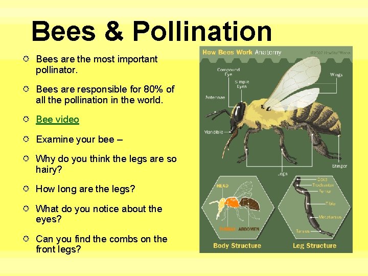 Bees & Pollination Bees are the most important pollinator. Bees are responsible for 80%