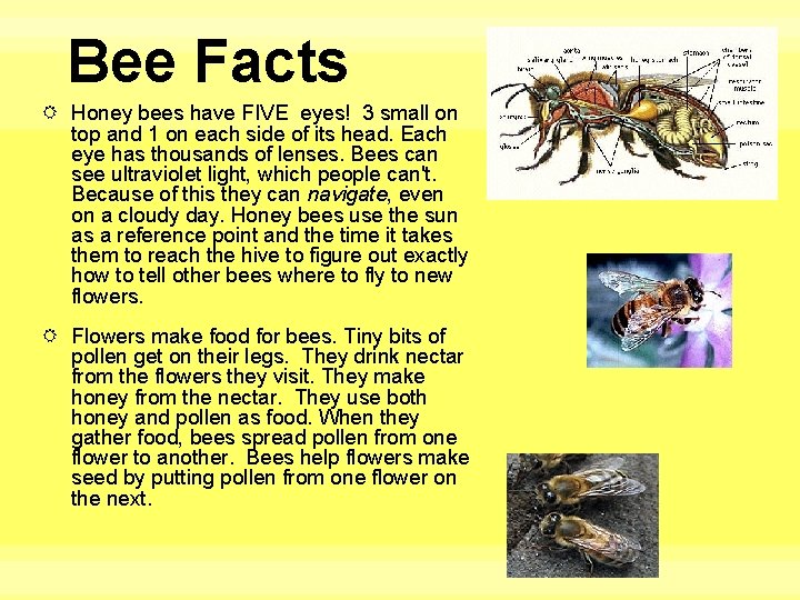 Bee Facts Honey bees have FIVE eyes! 3 small on top and 1 on