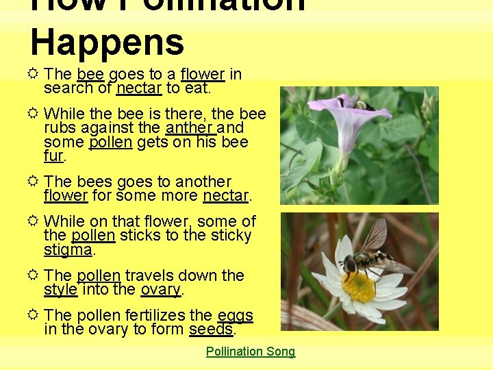 How Pollination Happens The bee goes to a flower in search of nectar to