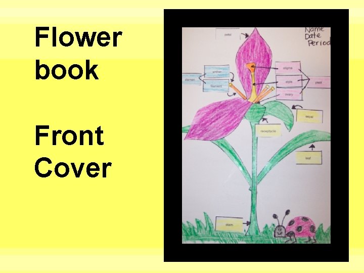 Flower book Front Cover 