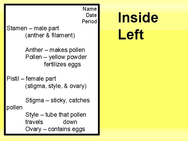 Name Date Period Stamen – male part (anther & filament) Anther – makes pollen