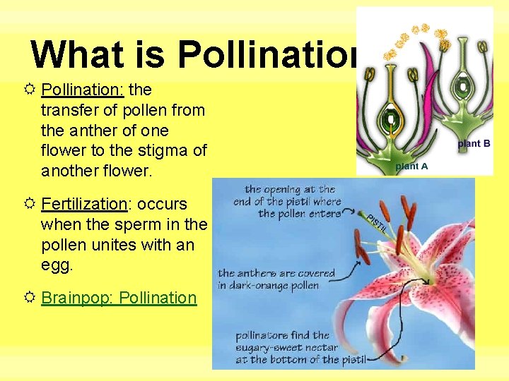 What is Pollination: the transfer of pollen from the anther of one flower to