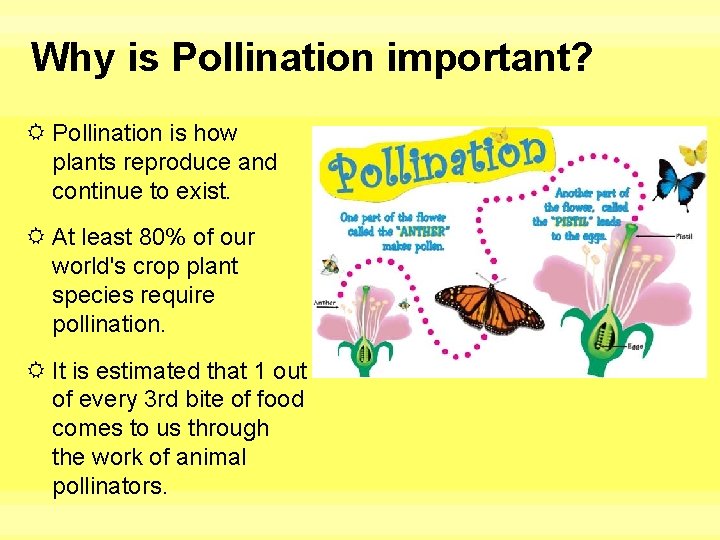 Why is Pollination important? Pollination is how plants reproduce and continue to exist. At