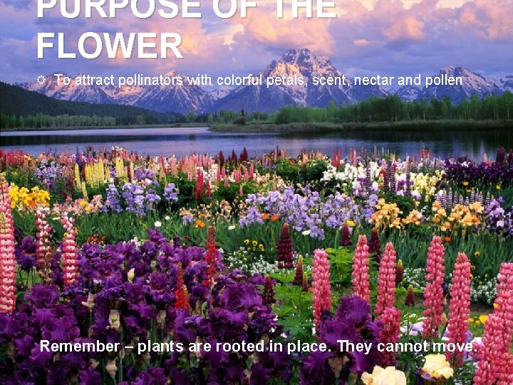 PURPOSE OF THE FLOWER To attract pollinators with colorful petals, scent, nectar and pollen