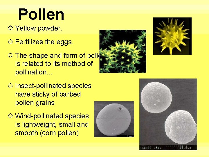 Pollen Yellow powder. Fertilizes the eggs. The shape and form of pollen is related