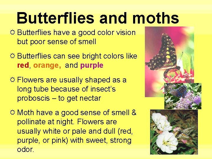Butterflies and moths Butterflies have a good color vision but poor sense of smell