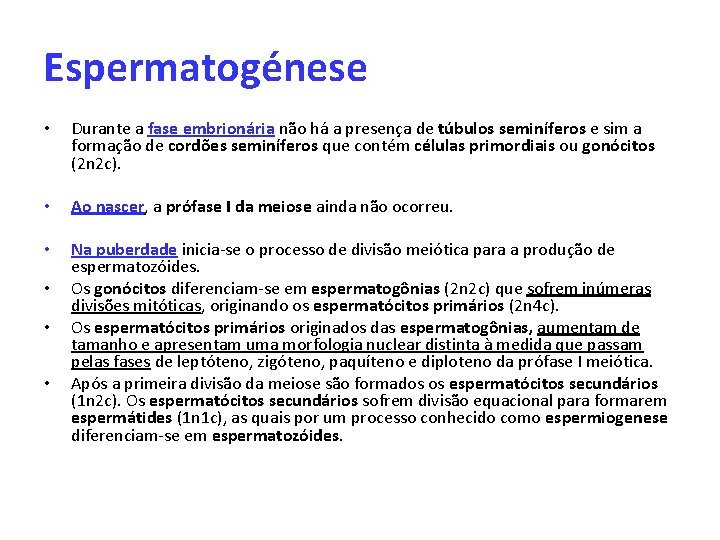 Espermatogénese • Durante a fase embrionária não há a presença de túbulos seminíferos e