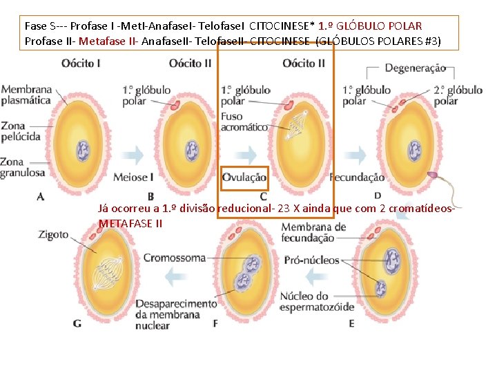 Fase S--- Profase I -Met. I-Anafase. I- Telofase. I CITOCINESE* 1. º GLÓBULO POLAR