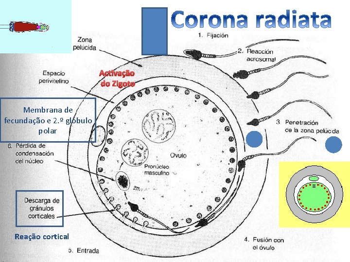 Activação do Zigoto Membrana de fecundação e 2. º glóbulo polar Reação cortical 