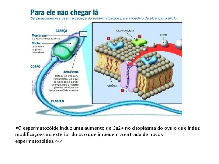  • O espermatozóide induz uma aumento de Ca 2+ no citoplasma do óvulo